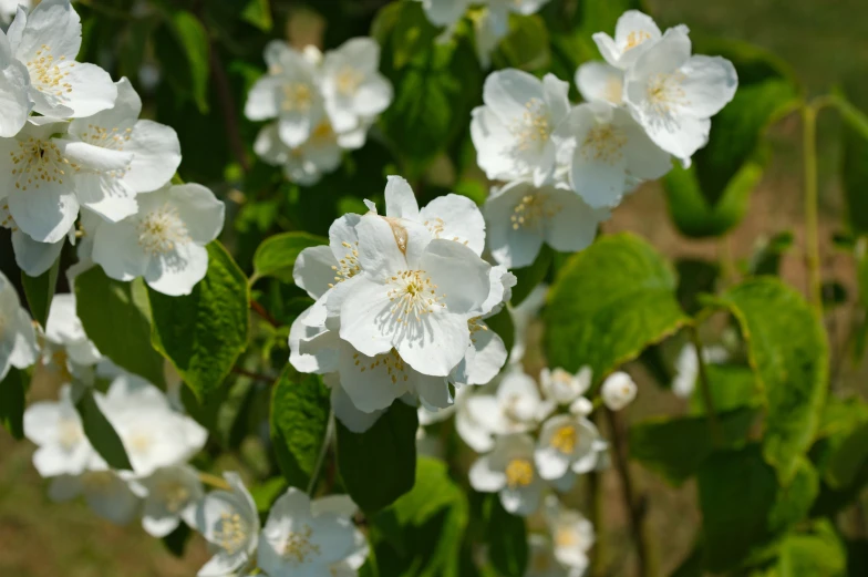 several white flowers with green leaves are shown