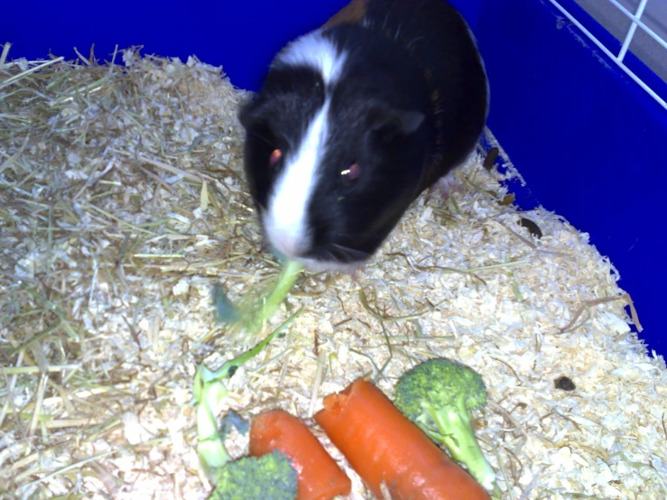 small animal with long black and white face surrounded by cut up vegetables