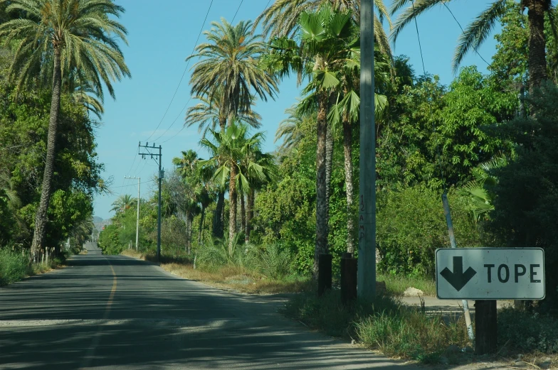 a street sign with palm trees and a stop sign