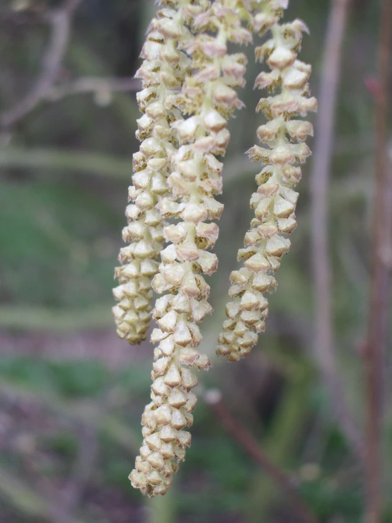 some brown and white flowers in the background