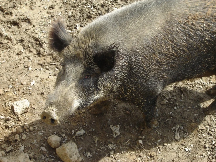 the hog is sniffing at the rock near it