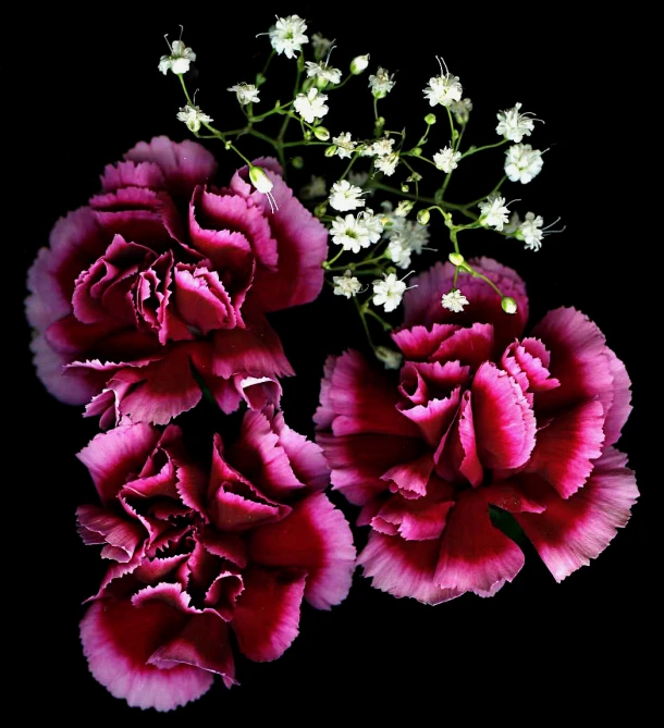 three pink flowers in a vase with some white flowers