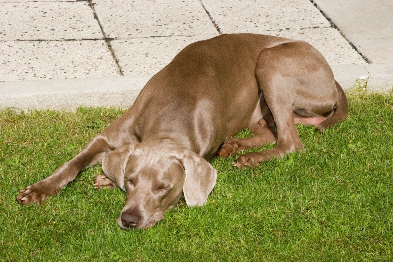 a brown dog laying on top of a lush green grass covered field