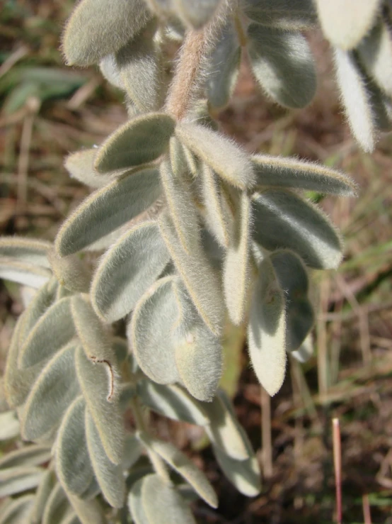 this plant has very thin leaves and is looking like it could be seed