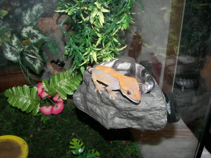 a small orange and black geckoe sitting on top of some rocks