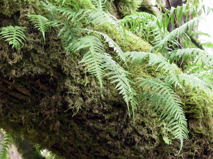 closeup of tree bark covered in green moss