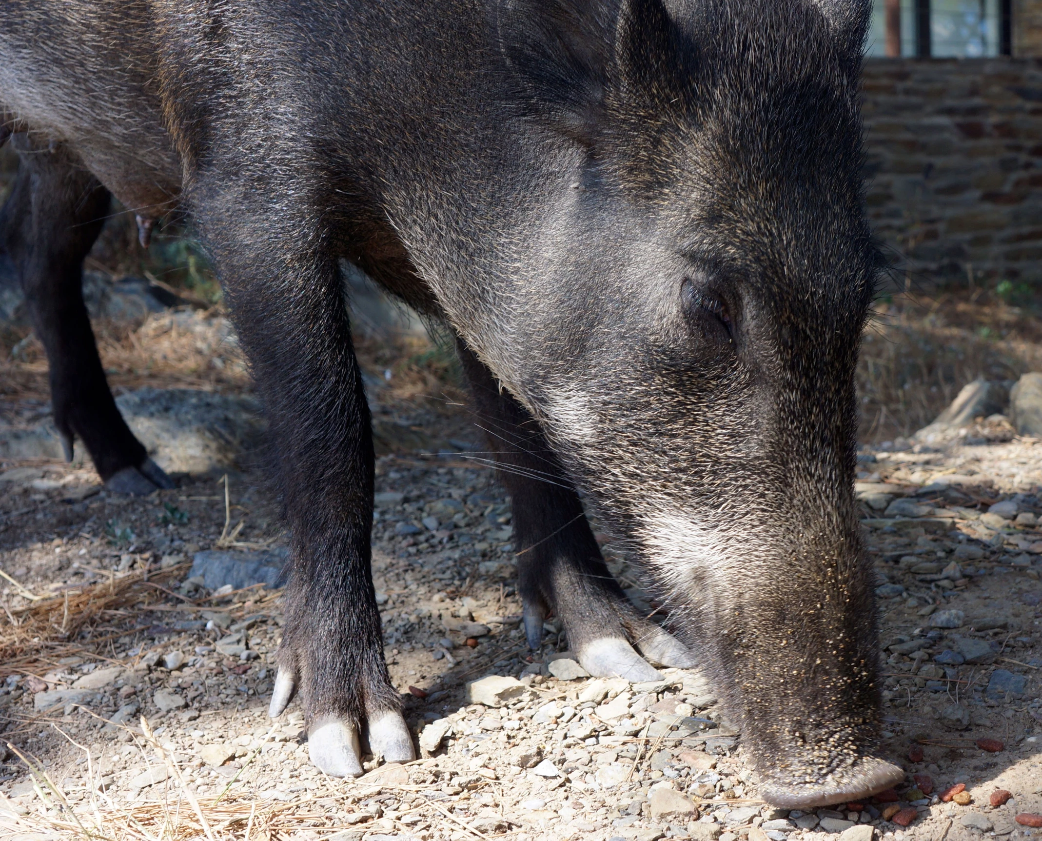 a large boar is standing on some dirt