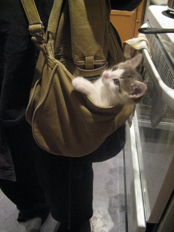 a woman is putting her small white animal inside the backpack