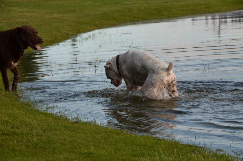 a dog that is swimming in some water