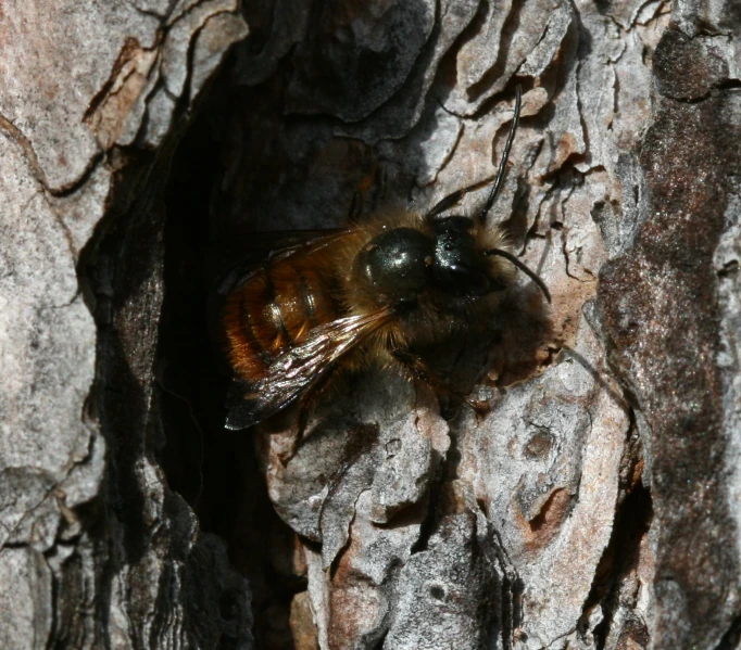 a close up of a bee on some kind of rock