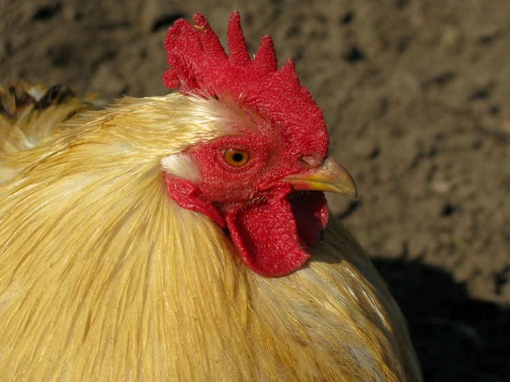 the head of a rooster with yellow hair