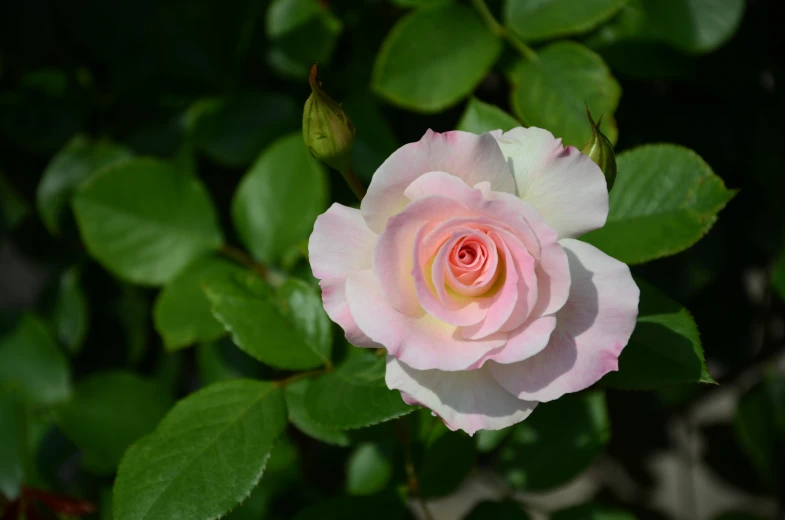 a pink rose that has not yet bloomed