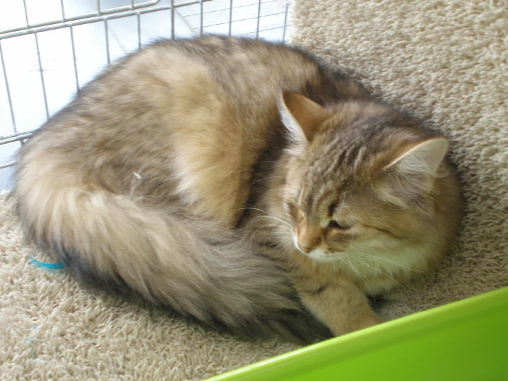 cat lying on carpet in cage, next to small window