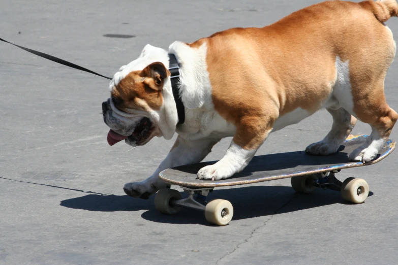 a dog with its tongue hanging out on a skateboard