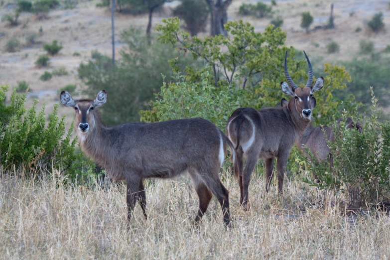 two antelope stand in a brush field