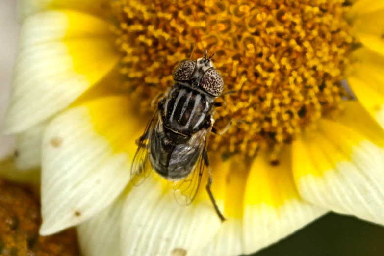 a small insect is sitting on the petals of a flower
