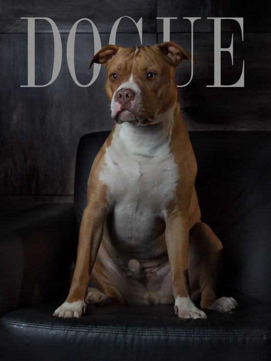 a brown and white dog sitting on a chair