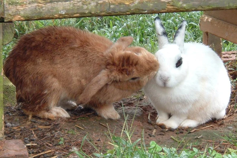 a white rabbit sniffing at a small bunny