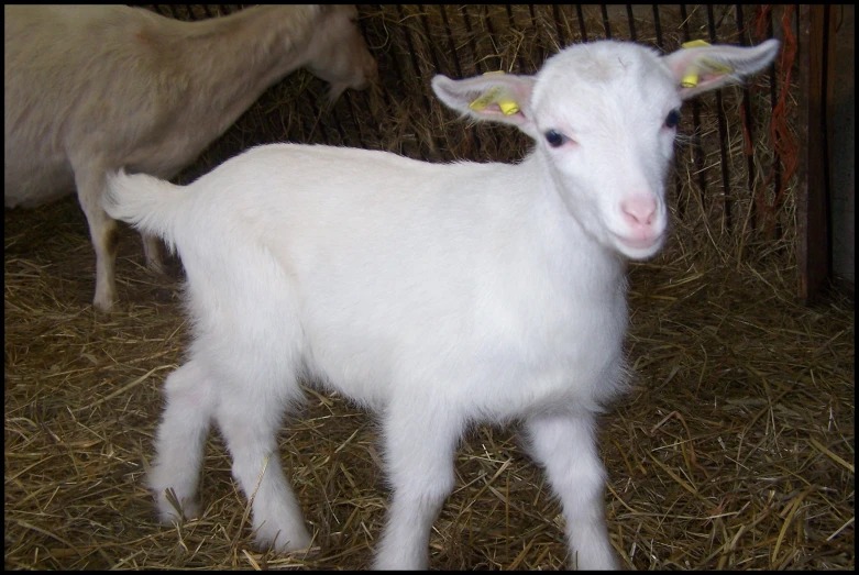 a small white sheep standing on hay with another animal