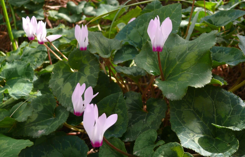 several pink and white flowers surrounded by green leaves