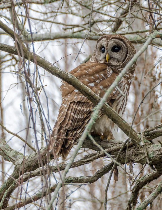 an owl perched on top of a tree nch