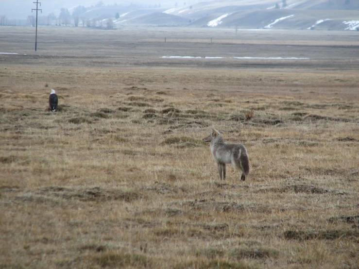 a lone wolf standing in the middle of an open field