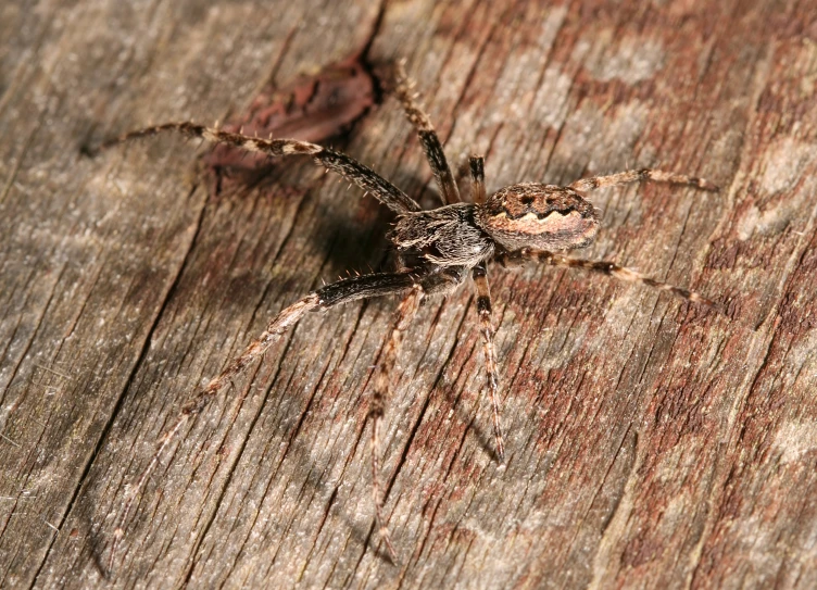 a spider is sitting on the wood surface