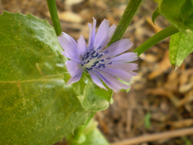 an attractive flower with some blue centers on a green leaf