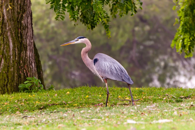 a bird is standing in the grass near a tree