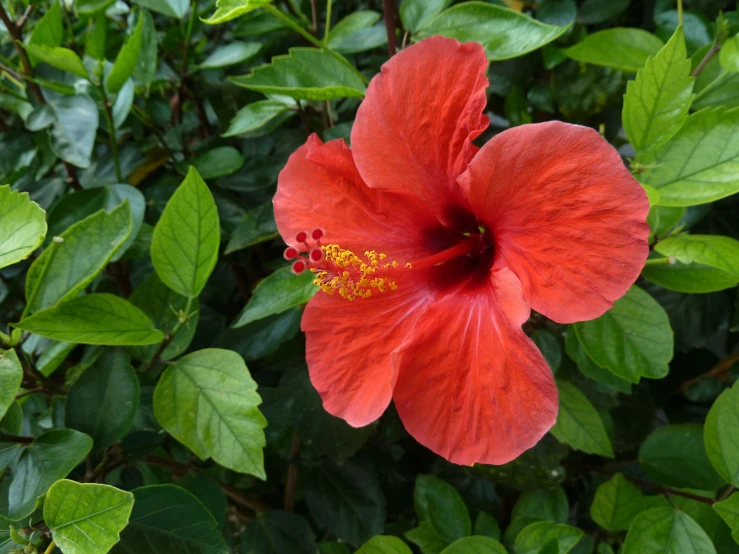 a bright red flower with a green leaves background