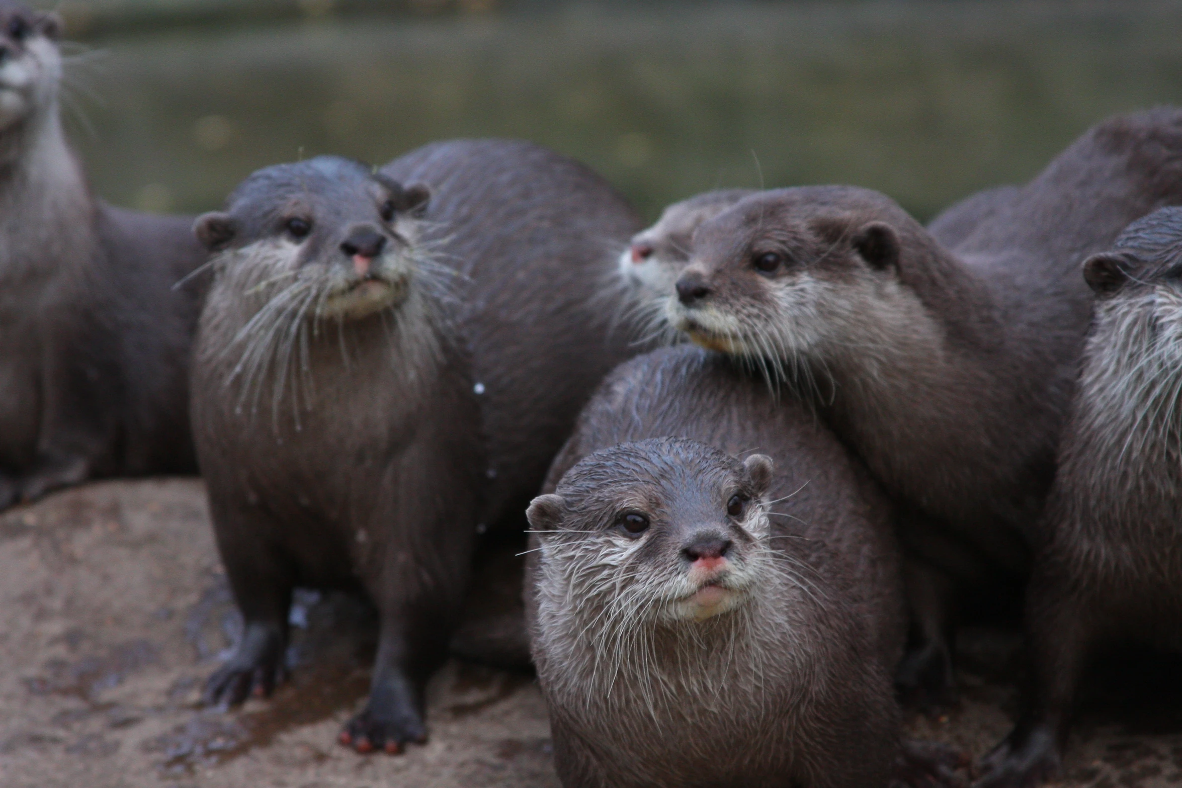 the six otters are looking at soing while they stare at the camera