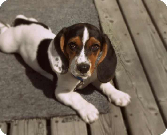 a dog sits on top of a wooden bench