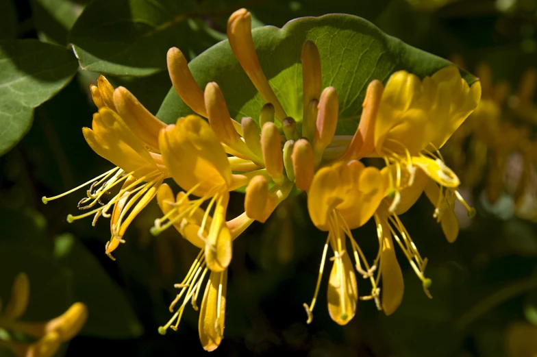 a close up of a plant with yellow flowers