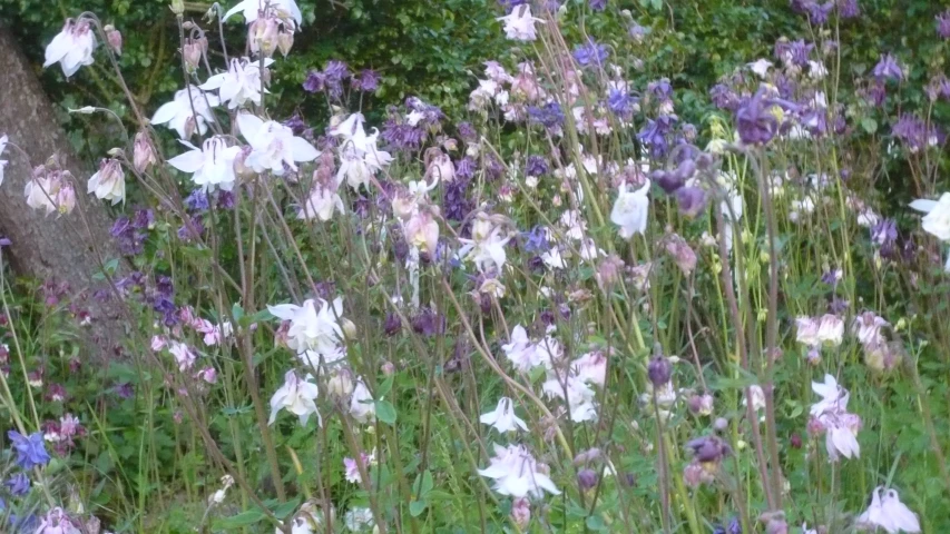 a large bush of purple and white flowers next to a tree