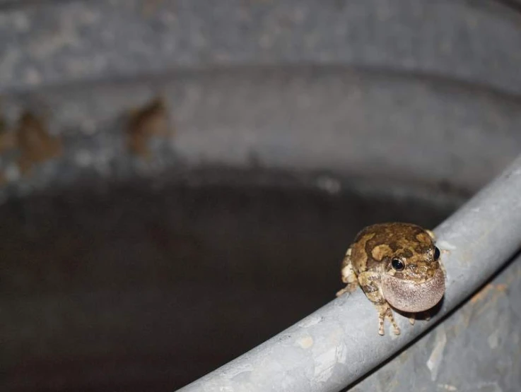 the frog has its foot on a pipe and looks to be inside