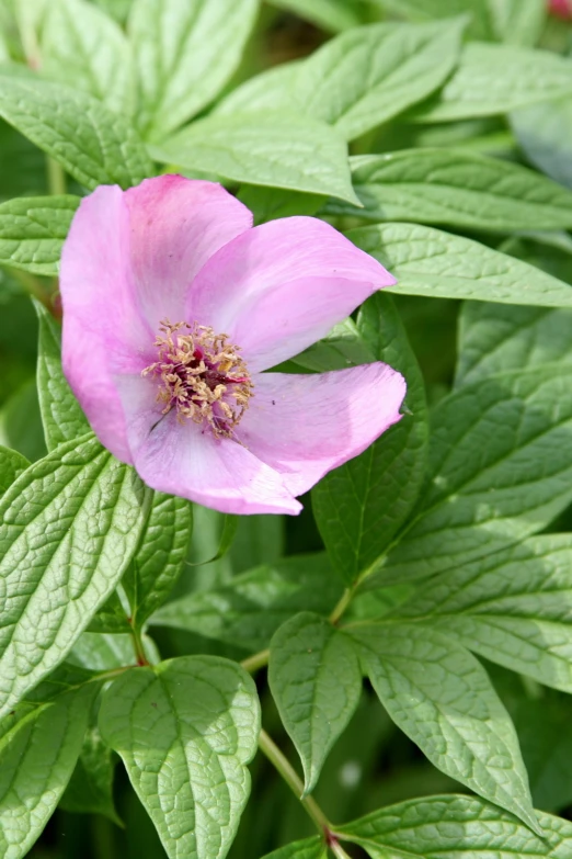 close up po of pink flower with green leaves