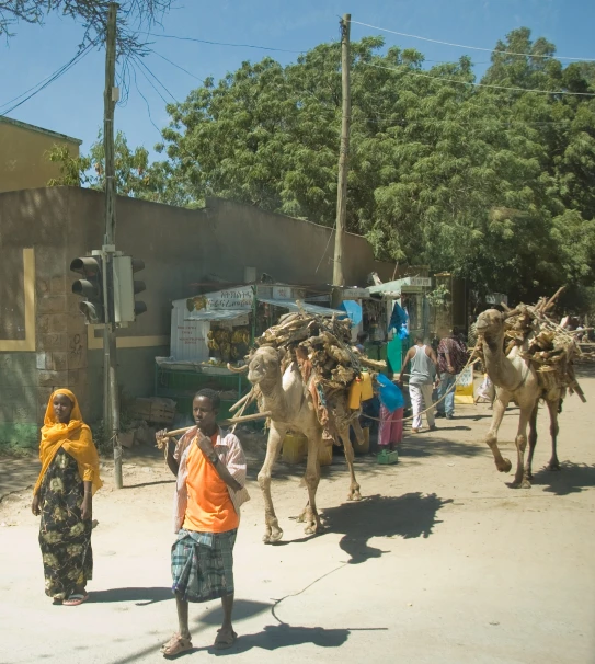 a herd of camels walking down a street with people riding them