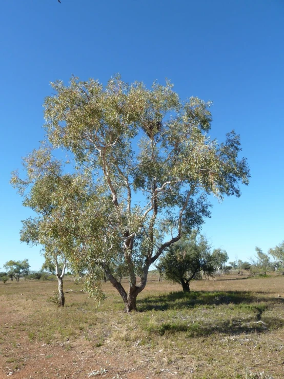 some trees are on a plain with the sky