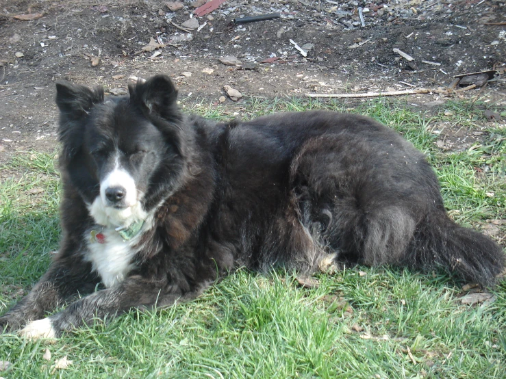 a large black and white dog laying in the grass