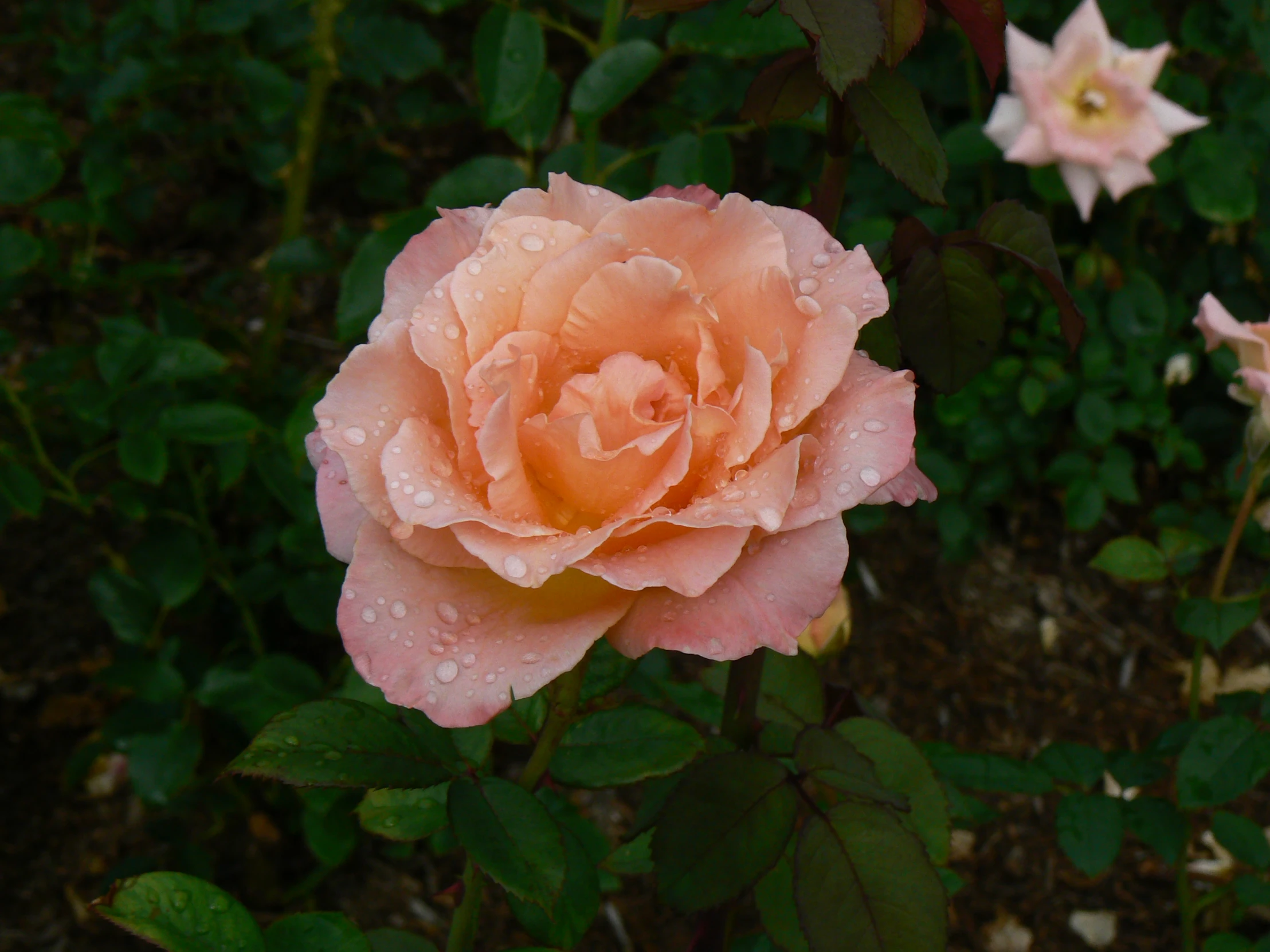 a close up view of a rose with drops on it