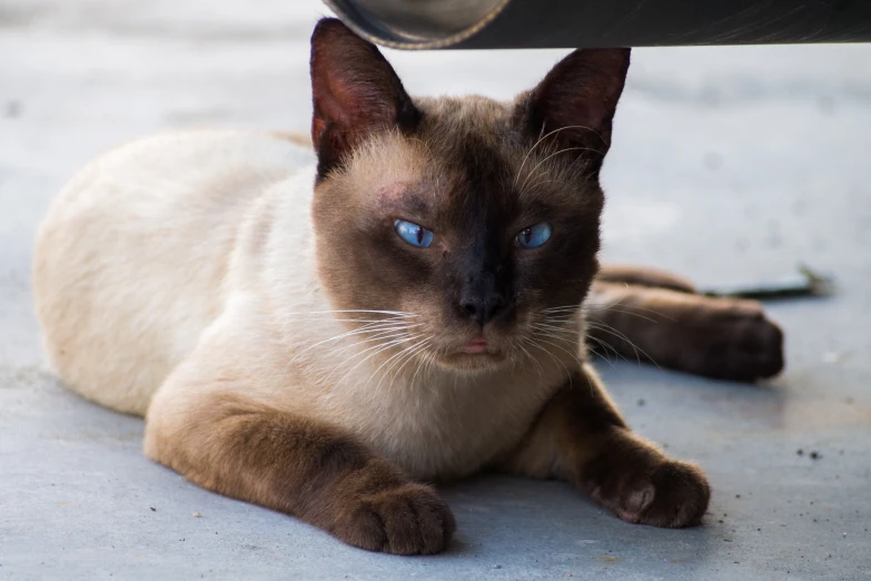 a brown and white cat laying on top of a street