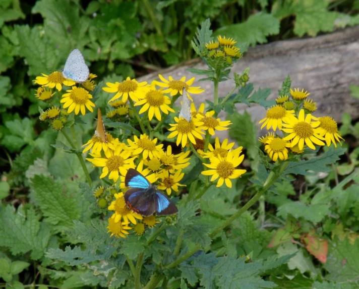 erfly on yellow flowers with green leaves in the background