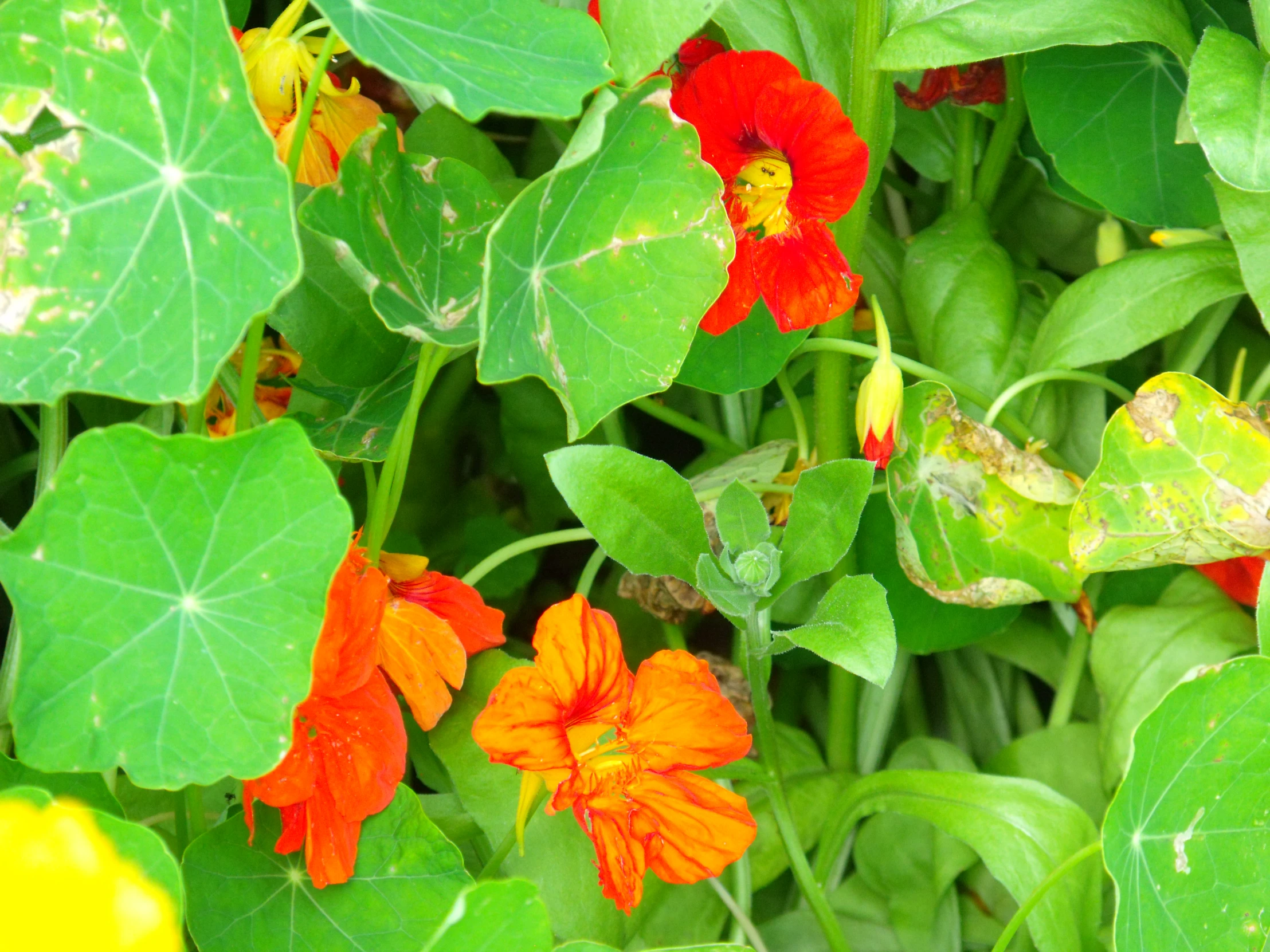 many red and orange flowers surrounded by leaves