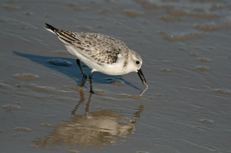 a small white bird standing on the beach