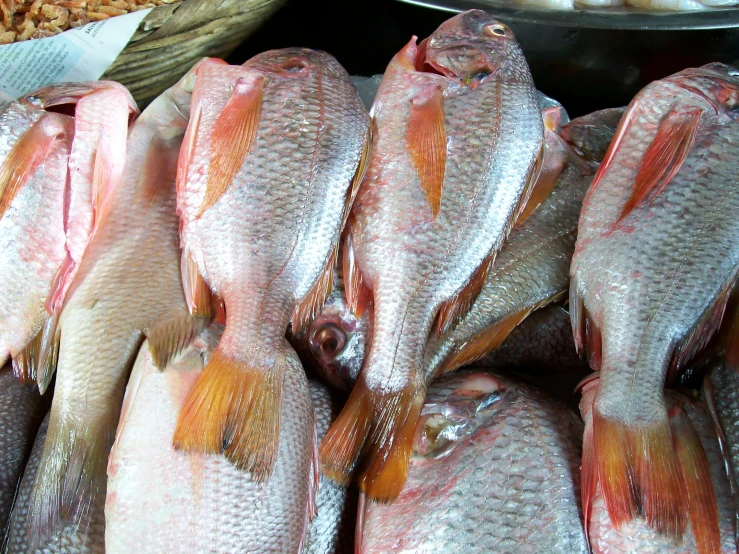 many large fish are on display in the store