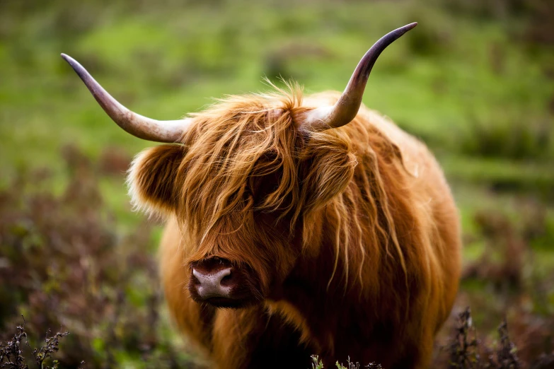 a long - haired bull in an open field of grass with very large horns