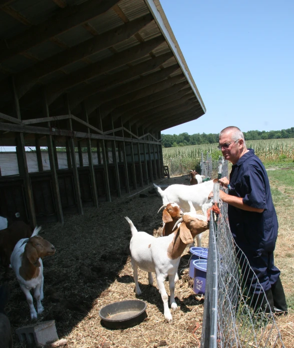 two young goats standing next to a man on a farm