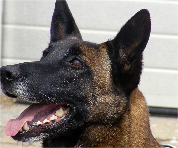 a large brown black and white dog a white building and some bricks