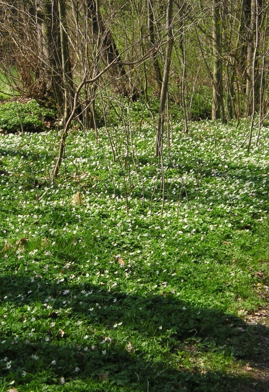 a forest is filled with little wildflowers and trees