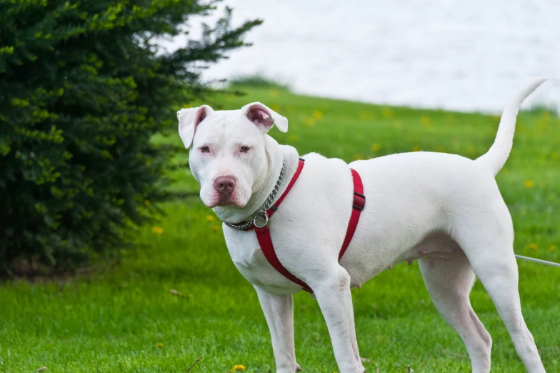 a white dog is standing in grass with trees and flowers